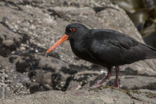 Fototapeta Oyster Catcher