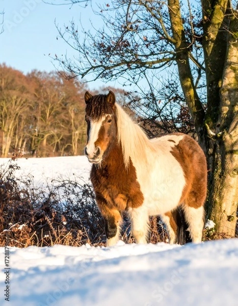 Fototapeta Winter horse in snowy field
