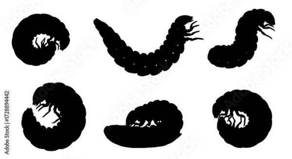 Fototapeta Silhouetted grub isolated on white background, displaying different positions and forms