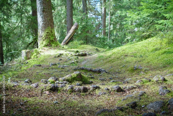 Fototapeta herrlich beruhigender Waldwanderweg im herbstlichen Tirol