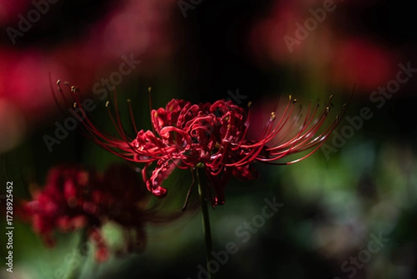 Fototapeta 奈良の彼岸花
