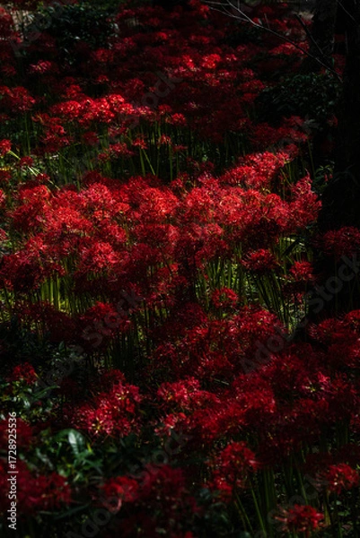 Fototapeta 奈良の彼岸花
