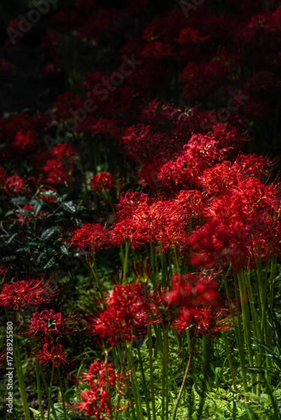 Fototapeta 奈良の彼岸花
