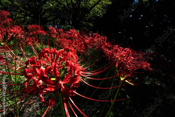 Fototapeta 奈良の彼岸花
