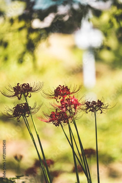 Fototapeta 奈良の彼岸花

