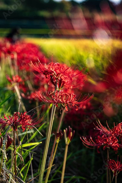 Fototapeta 奈良の彼岸花
