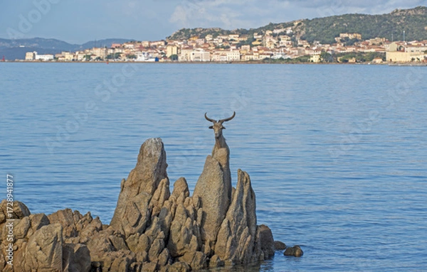 Obraz Capra selvatica a Caprera, Sardegna