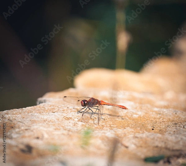 Fototapeta Rote Libelle
