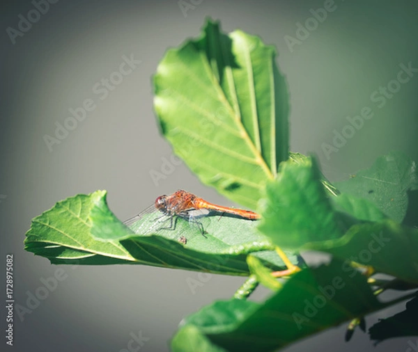 Fototapeta Rote Libelle