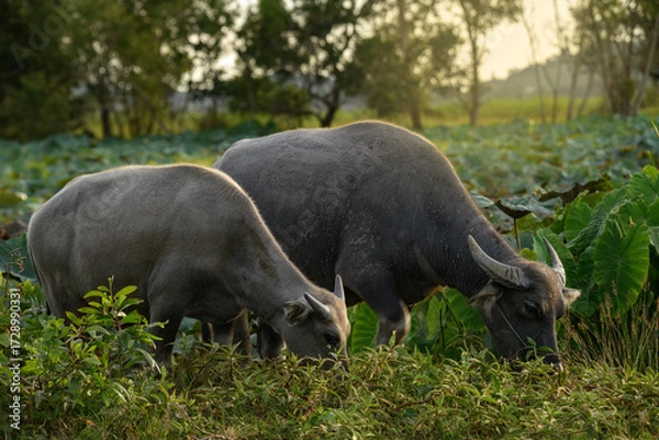 Fototapeta Two Thai water buffalo grazing together in field.