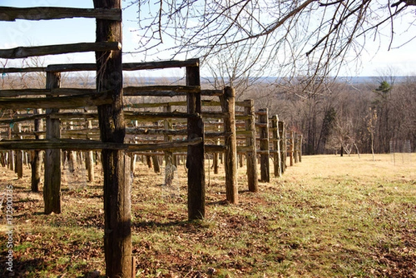 Obraz Vineyard field on the Virginia moutain in winter