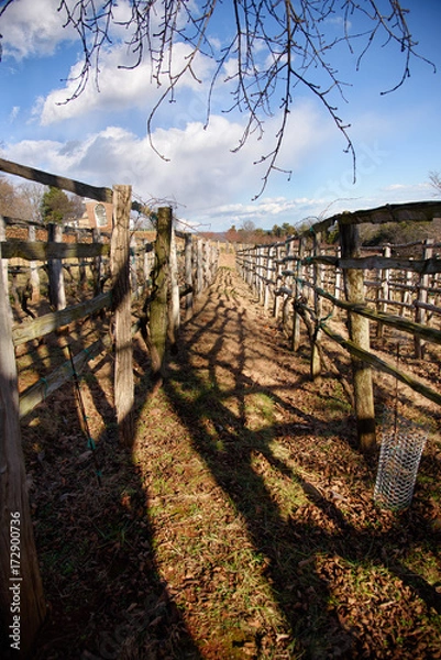 Obraz Vineyard field on the Virginia moutain in winter