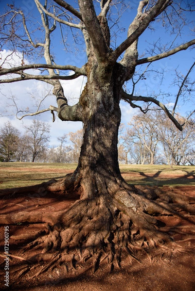 Obraz A big tree without leaves on winter in Virginia