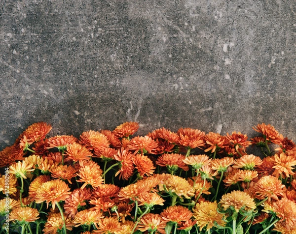 Obraz A bunch of mums flower on the grey background
