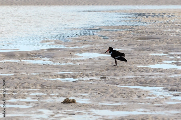 Obraz Bird on Beach