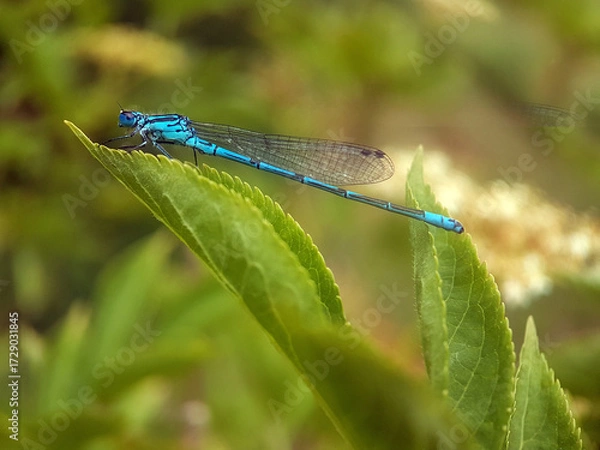 Obraz damselfly on leaf autumn garden