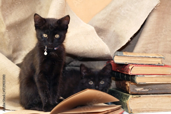 Obraz Kittens And Books