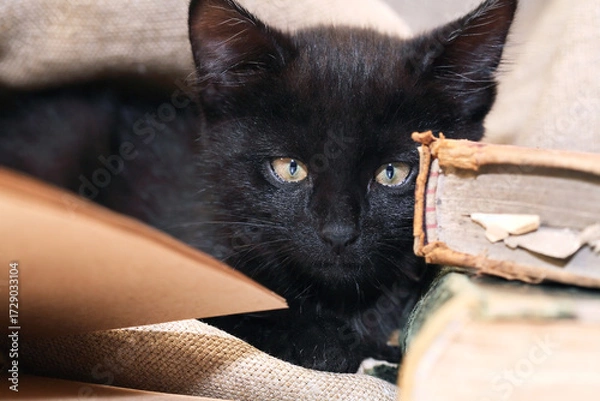 Obraz Kitten And Books