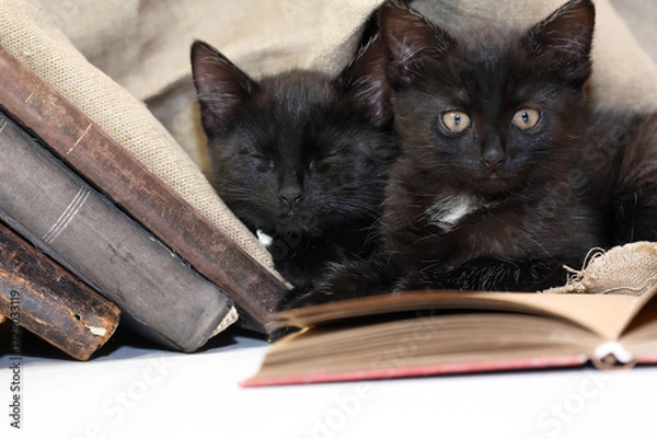 Obraz Kittens And Books
