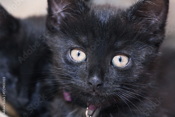 Obraz Small Black Kitten