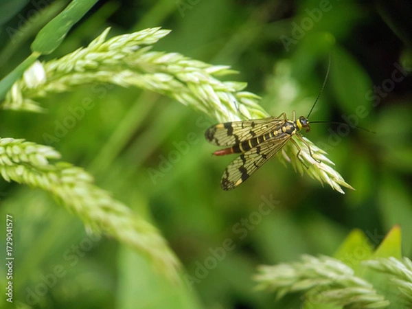 Obraz scorpionfly on leaf summer garden