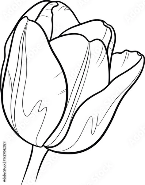 Fototapeta Tulip flower outline vector illustration in black and white with detailed petals