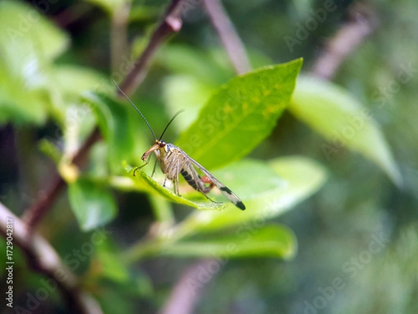 Obraz scorpionfly on leaf summer garden