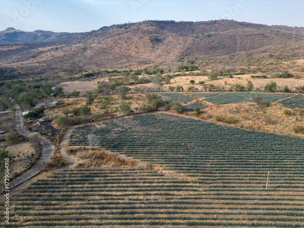 Fototapeta Drone view of agave fields on sloped terrain surrounding El Chilar village in dry countryside