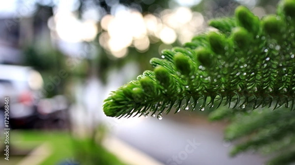 Fototapeta Closeup of vibrant green pine branch glistening with fresh raindrops in tranquil garden after a refreshing spring shower, creating a serene and peaceful atmosphere.