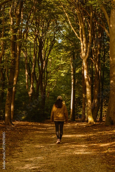 Fototapeta A person walks along a peaceful path in Speulderbos, Veluwe, surrounded by towering trees showcasing beautiful autumn foliage. Sunlight filters through the leaves, creating a tranquil atmosphere.
