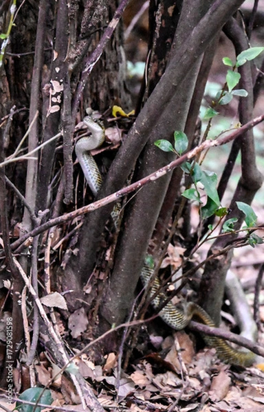 Fototapeta snake in a park in Tokyo, Japan