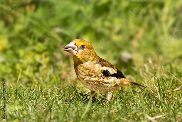 Fototapeta Close up of a juvenile foraging Hawfinch, Coccothraustes coccothraustes, in a grass field with sunflower seed in beak being peeled by rapid beak movement