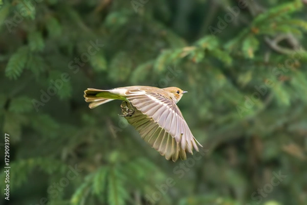 Fototapeta Close-up of a female European Pied Flycatcher, Ficedula hypoleuca, flying straight ahead, facing forward against a blurred dark green background