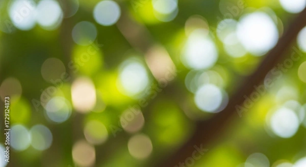 Obraz Soft green bokeh lights from sunlight filtering through leaves