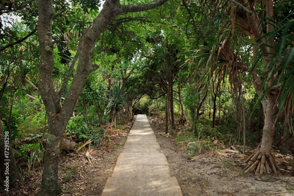 Fototapeta Bush Path