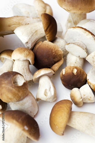 Fototapeta Steinpilze 2