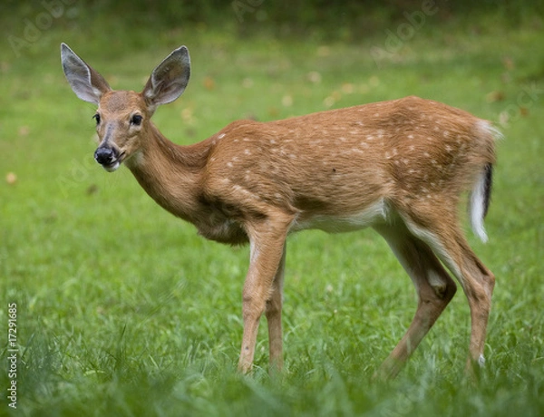 Fototapeta grassy fawn