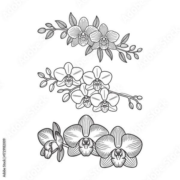 Obraz Set of orchid flower branches in hand-drawn line art style. Botanical vector illustration
