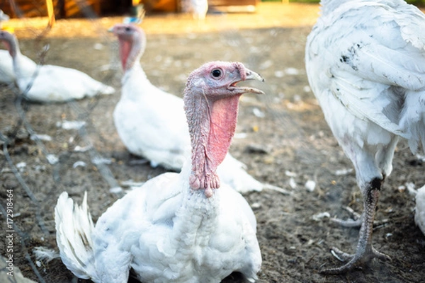Obraz Large white turkeys behind the grid on a rural farm
