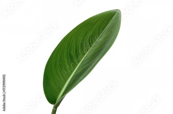 Fototapeta Isolated Leaf of Snake Plant on a White Backdrop. Dracaena Trifasciata Species. Known as Mother-In-Law's Tongue, Saint George's Sword, and Viper's Bowstring Hemp (Sansevieria Trifasciata).
