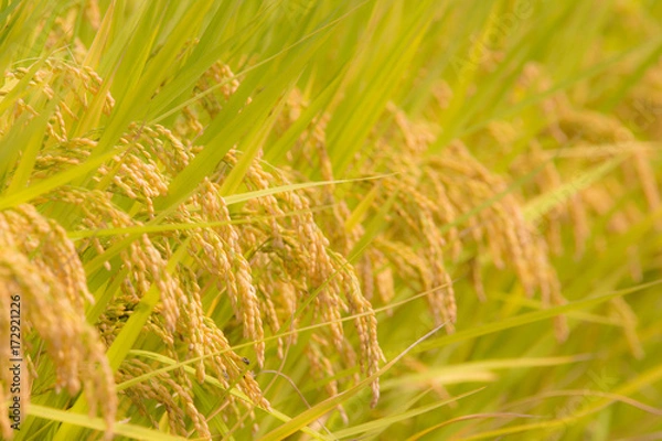 Obraz 黄金色の稲穂