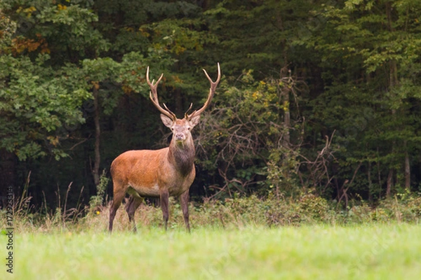 Fototapeta Rykowisko 2017