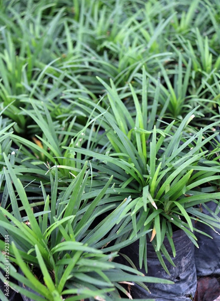 Fototapeta Mini Mondo Grass in the plastic black bag of nursery plants. Snakes Beard plant is a dense herbaceous evergreen perennial grass with a mounded form.