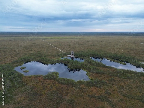 Fototapeta Bogland Patterns