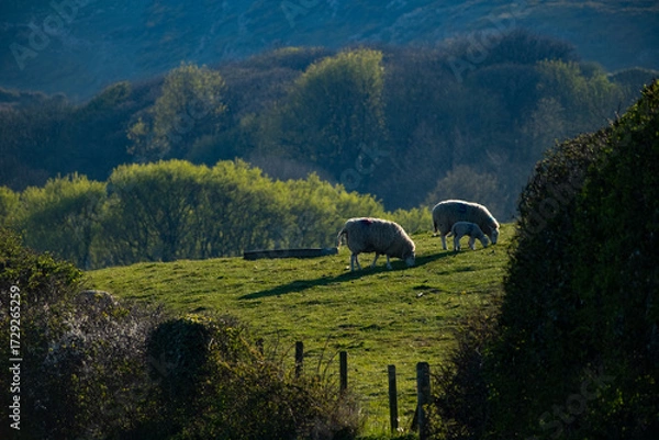 Fototapeta Sheep and lambs grazing in spring meadow