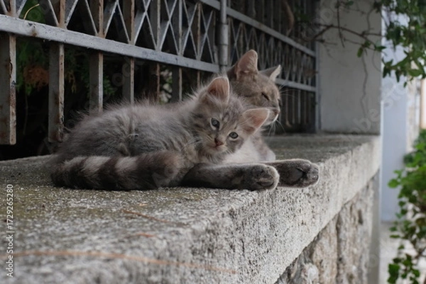 Fototapeta Stray kitten resting with mother cat on stone wall