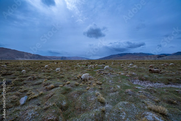 Fototapeta A peaceful herd of yaks and goats grazes on the high-altitude grasslands of the Himalayas under a dramatic evening sky. The expansive landscape captures the raw beauty and traditional pastoral life