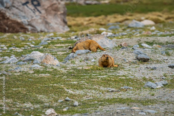 Fototapeta Himalayan marmots have thick, soft fur and rabbit-like teeth. They burrow into grasslands. They live in beautiful landscapes and are gentle animals, which attracts tourists to come and meet them.
