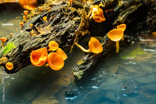 Fototapeta Red fungi cups flourish near a waterfall, their delicate forms glistening with mist. Like forest lanterns, they add vibrant color to the lush, damp habitat, glowing amid moss and cascading waters.