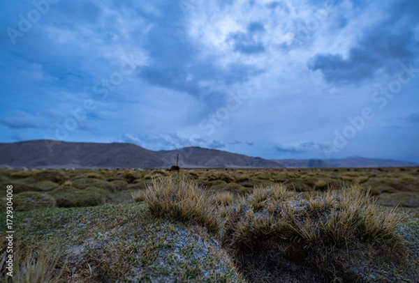 Fototapeta A wide-angle view of a highland grassland with scattered dry tufts of grass under a moody, overcast sky. The distant mountains and cool tones evoke a sense of isolation and untouched natural beauty.